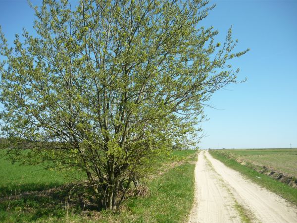 zdjecie Wola Wężykowa