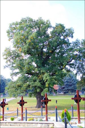 Klasztor Saletynów i Sanktuarium Matki Bożej z La Salette - Płaczącej  w Dębowcu  .  W kościele ukoronowana jest Matka Boża Saletyńska, która spełnia prośby lud