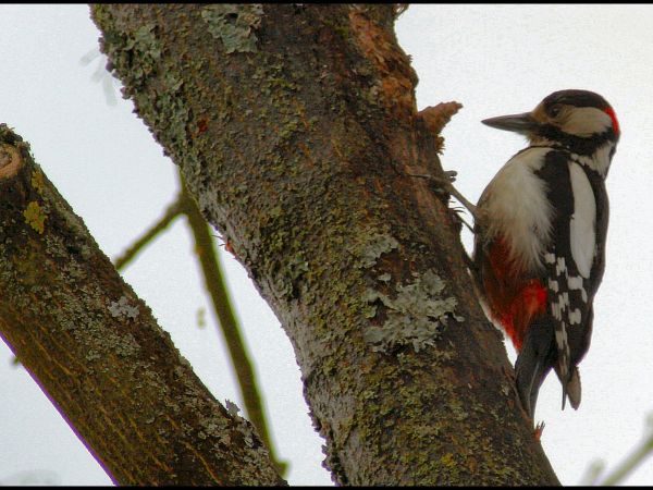 zdjecie Tyniewicze Duże