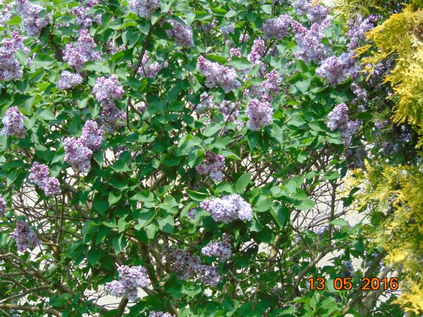 A wieczorem jaki zapach !