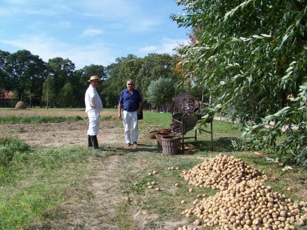 Wykopki w Muzeum Wsi Mazowieckiej.