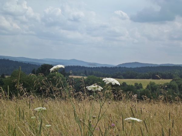pozwolę sobie przypomnieć, że jesteśmy na terenach gminy Komańcza, idziemy od granic gminy Bukowsko - obie leżą w Beskidzie Niskim ale i też obdarzają  bieszcza