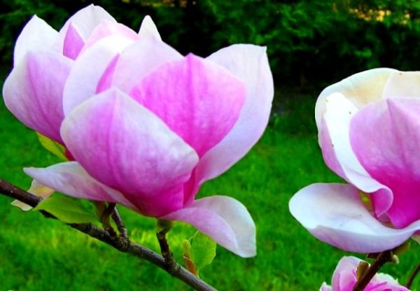 Kwiaty przed pensjonatami  w Busku-Zdroju.