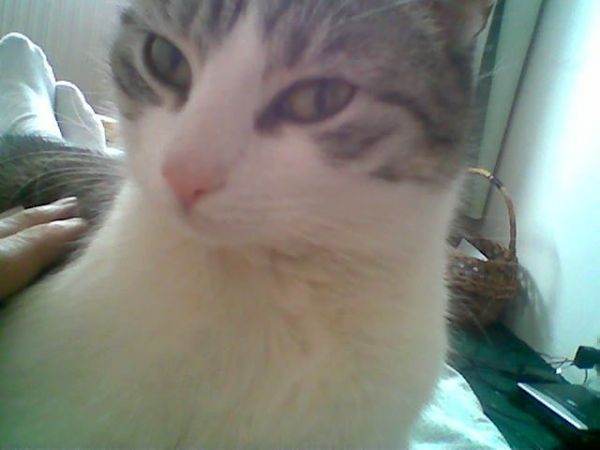 Kotek z woli wadowskiej