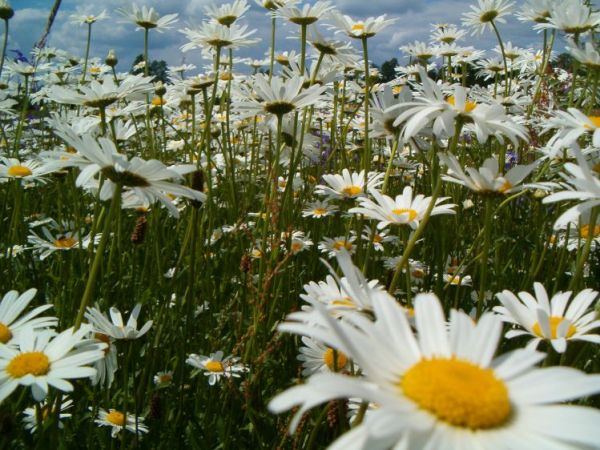 Zdjęcia Płatkownica