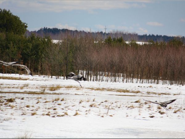 zdjecie Tyniewicze Duże