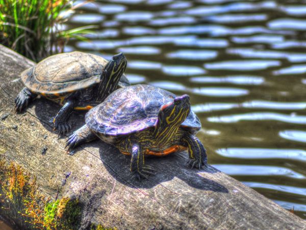 Wodzisławski Balaton