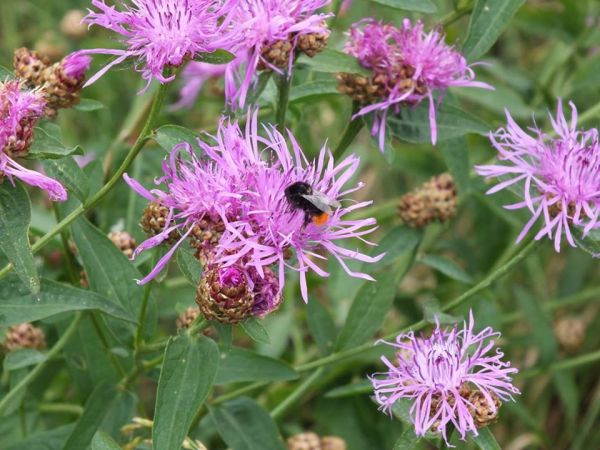 Roślina miododajna. Ozierany Małe.