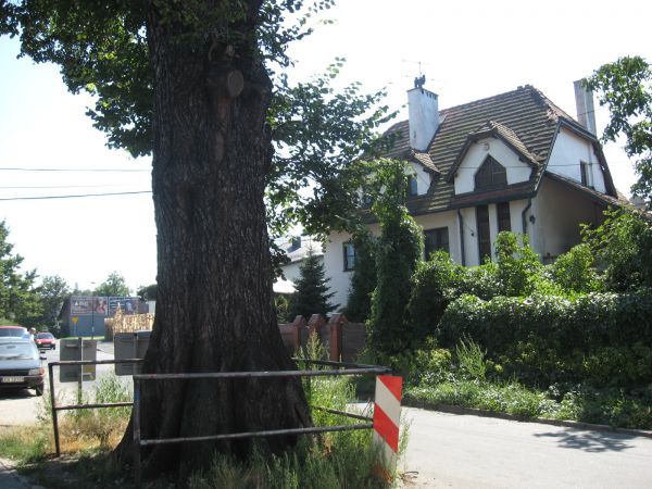 Drzewo na zapleczu poczty