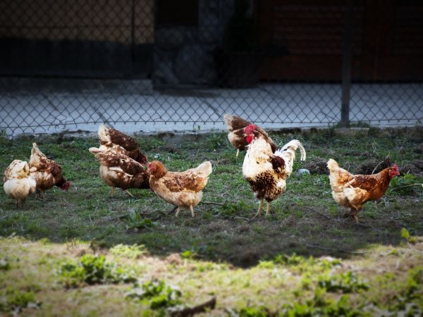 Białka Tatrzańska to - ekologiczna świeża żywność - jaja prosto od kury ...