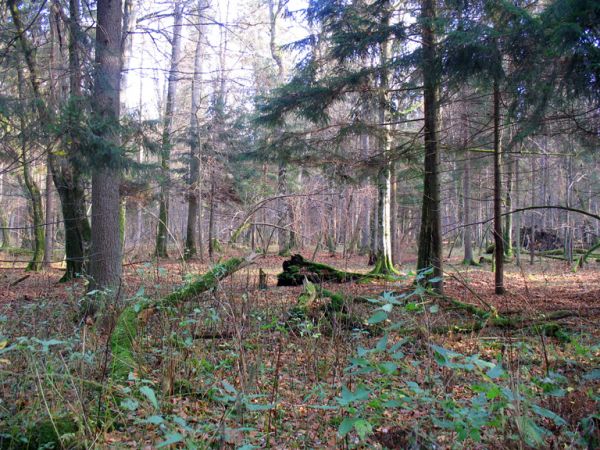 zdjecie Białowieża