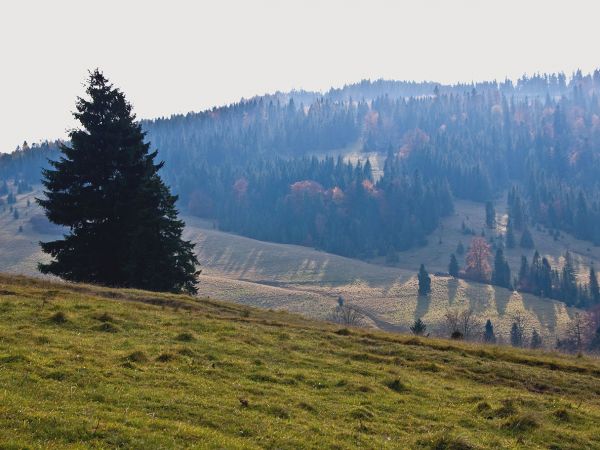 PRZEŁĘCZ ROZDZIELE