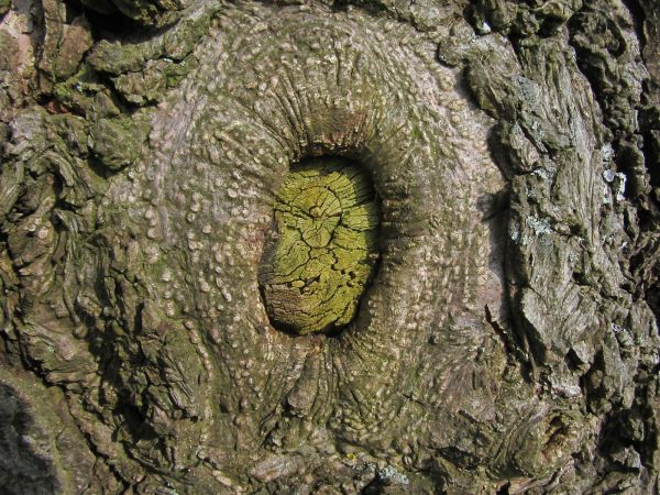 Zdjęcia makro nad brzegiem kanału rzeki Wdy przy plaży gminnej
