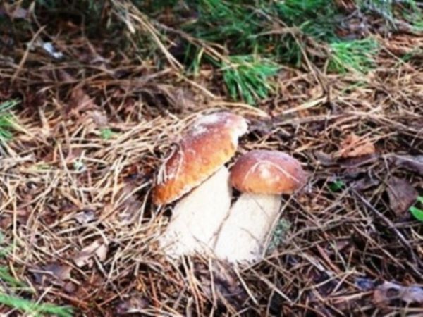 borowiki w lasach Pojezierza Brodnickiego