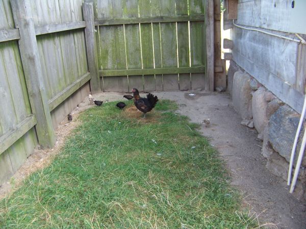 Jesienny przychówek.