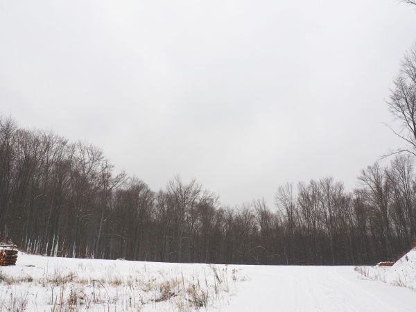 leśny plac składowy - stąd zabierane asortymenty jak : papierówka, kopalniaki i sągi opałowe.