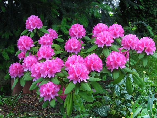 zdjecie Pietrzykowice