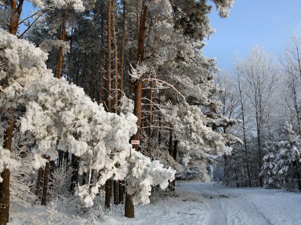 zdjecie Tyniewicze Duże
