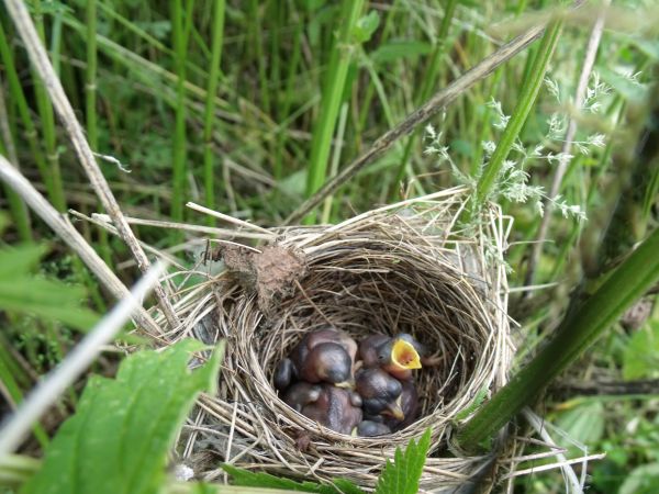 Ptaki lubią spokój i ciszę