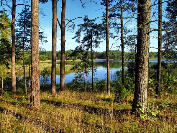 Las i jezioro Szarmachy