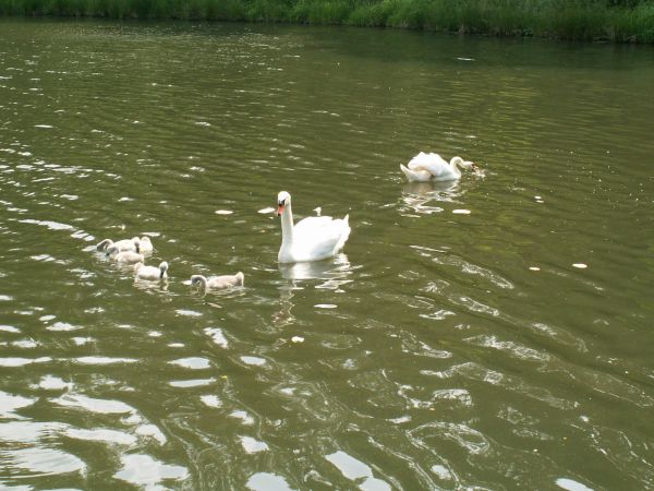 Jezioro Tryszczyń to nasz dom
