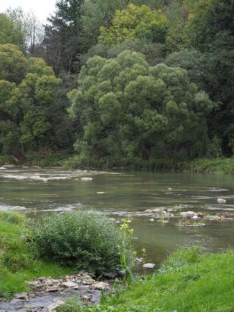 pierwiosnka wyniosła  - tu prezentuje się przy ujściu strumyczka do Osławy.