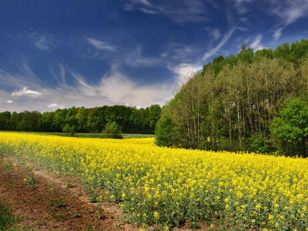 zdjecie Wodzisław Śląski