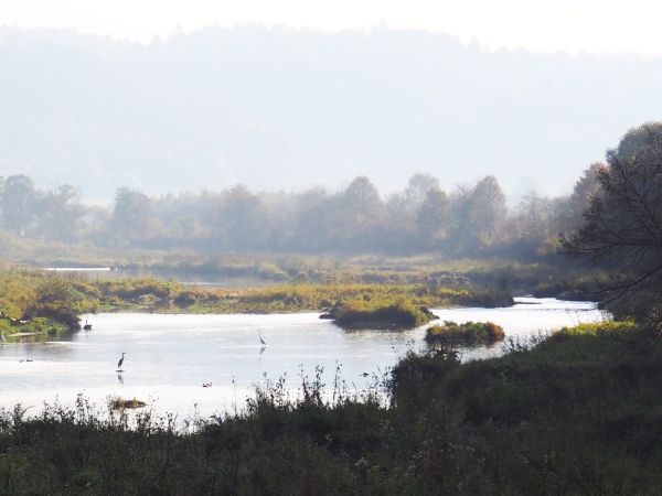 koryto Sanu, tam siedlisko - ostoja dużych, rzadkich ptaków wodnych, m.in. czapli siwej, gągołów, łabędzi krzykliwych,  czarnego bociana /hajstry !/ - tu żerują