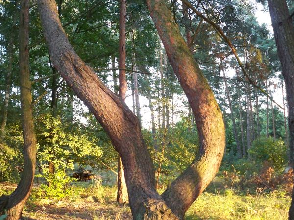 zdjecie Trzęsów