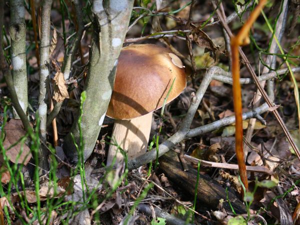 zdjecie Tyniewicze Duże