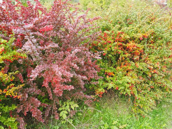 barwy jesieni przy Szlaku Siedmiu Strumieni.