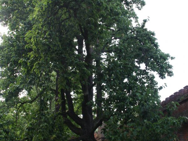 pomnik przyrody z otoczenia pałacowego - ocalał, ma się dobrze, świadek  historii - gdyby jeszcze mówić umiał to by naopowiadał bo niejedno widział...