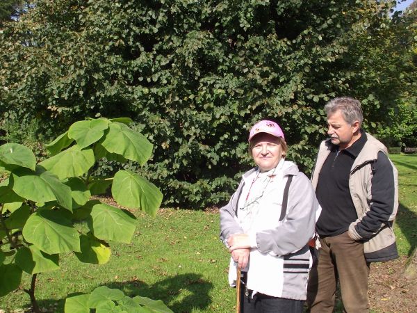potężne, wiekowe, wprost dostojne - w pewnym oddaleniu, toteż wcale nie zagłusza krzewów niższych, tu : demonstruje piękne, duże liście, soczyście kolorem obdar