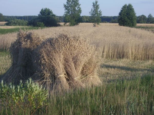 Podkoszone żyto na polach Turnej-czas żniw