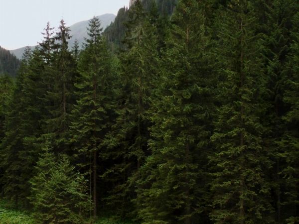 Dolina Kościeliska, Kościelisko