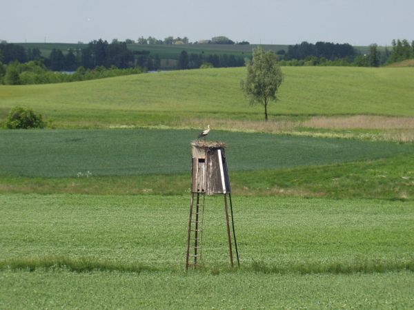 Brakuje drzew we wsi