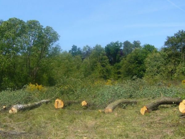 Wycinka drzew pod nową obwodnicę koło Wieszyna