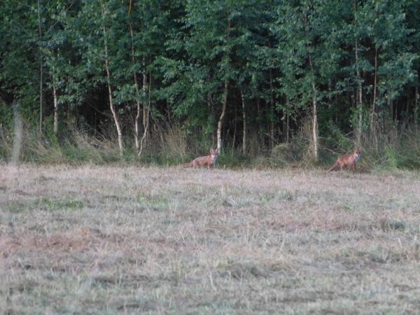 zdjecie Białowieża