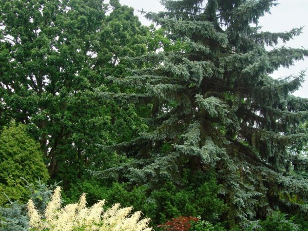 Ogrod Chaty Zeromskiego