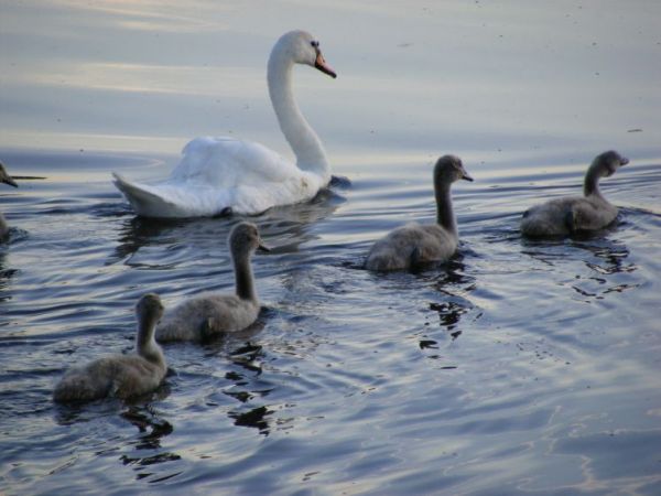 ŁĄKI SZCZODRZYKOWO - ŁABĘDŹ Z MŁODYMI