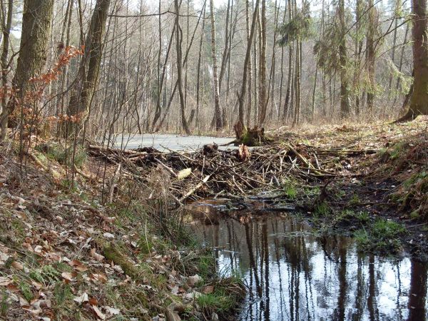Tama bobrów na odpływie z J.Małego/Leśnego.