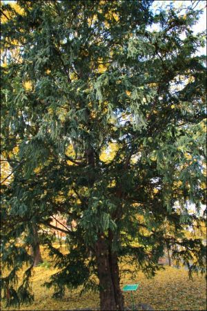 Klasztor i park  ss. Niepokalanek na Głębokiej.