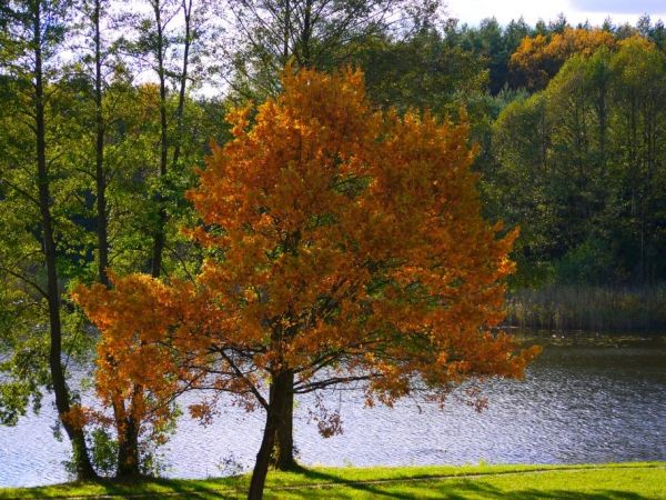Jesień z okna Dworku w Luboradzy