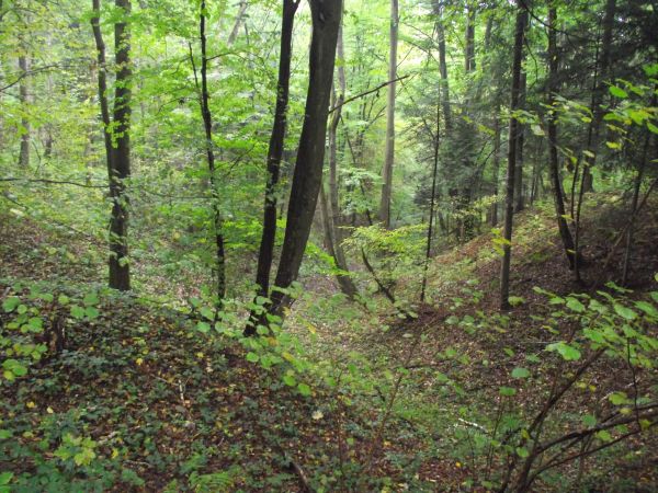 "smaczki" - ubogacona topografia rewirów leśnych, uroczysk, głuchych ostępów.