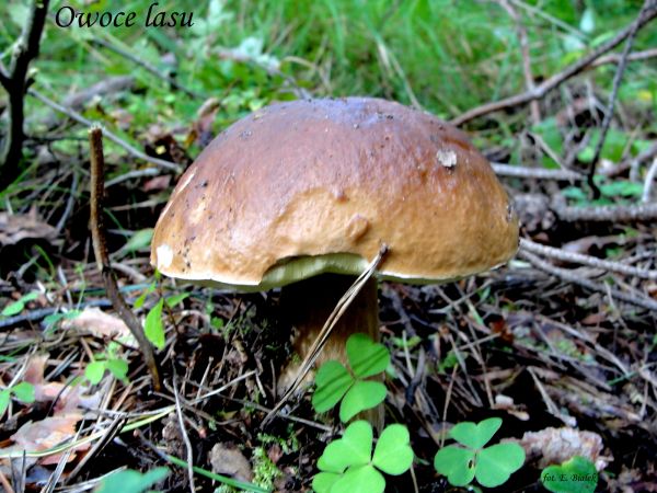 Borowik z naszych mazurskich lasów.