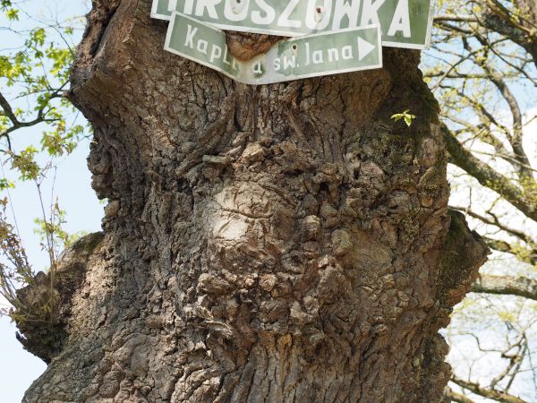 nie sposób zabłądzić - ale i trafić trudno - polecam opisy, tam też studnia  a pewnie ich więcej - kiedyś ponad poziom gruntu nad kamiennym walcem  studni było