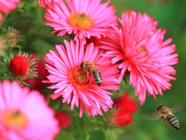 Łopienno,w ogródku.