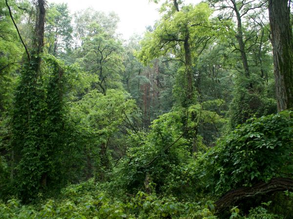 Dziki las wokół bunkrów