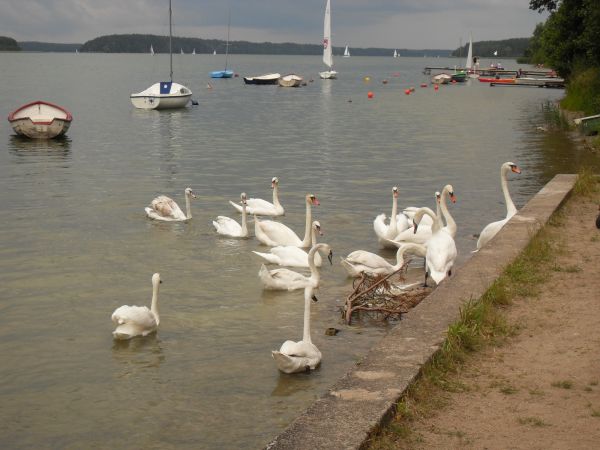 Jezioro Wdzydze - jezioro łabędzi