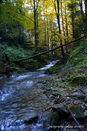 Potok Roztoczanka- Rytro.